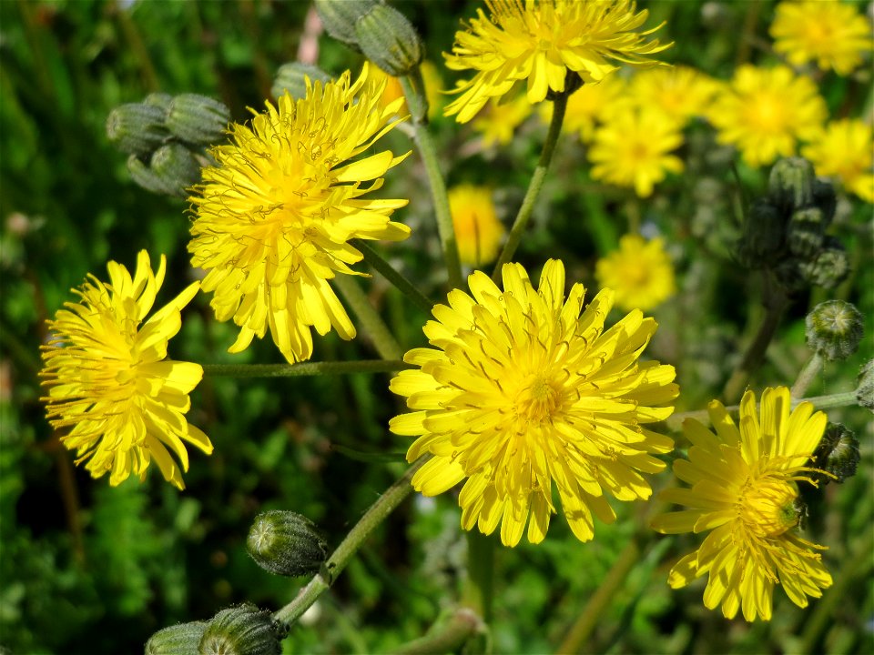 Gewöhnliches Bitterkraut (Picris hieracioides) im Neuenheimer Feld in Heidelberg