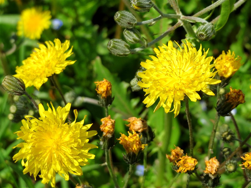 Gewöhnliches Bitterkraut (Picris hieracioides) im Neuenheimer Feld in Heidelberg