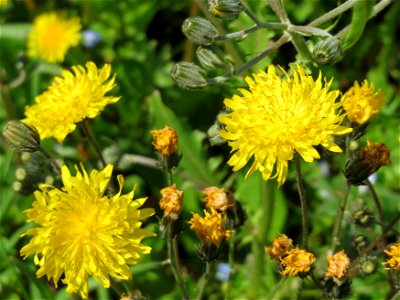 Gewöhnliches Bitterkraut (Picris hieracioides) im Neuenheimer Feld in Heidelberg