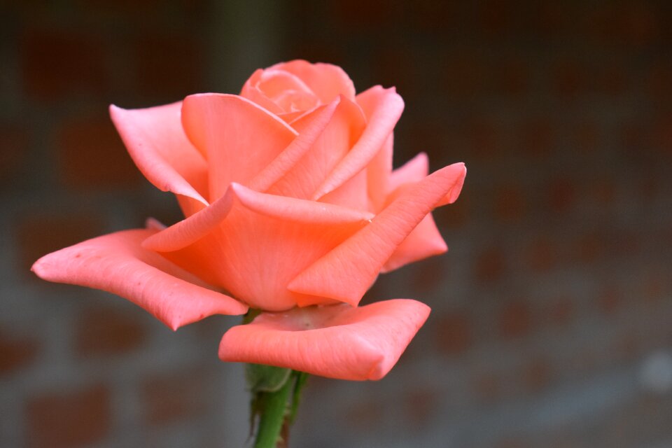 Flowers roses petal