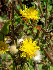 Gewöhnliches Bitterkraut (Picris hieracioides) in Saarbrücken