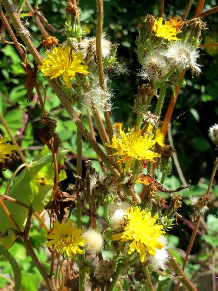 Gewöhnliches Bitterkraut (Picris hieracioides) in Saarbrücken