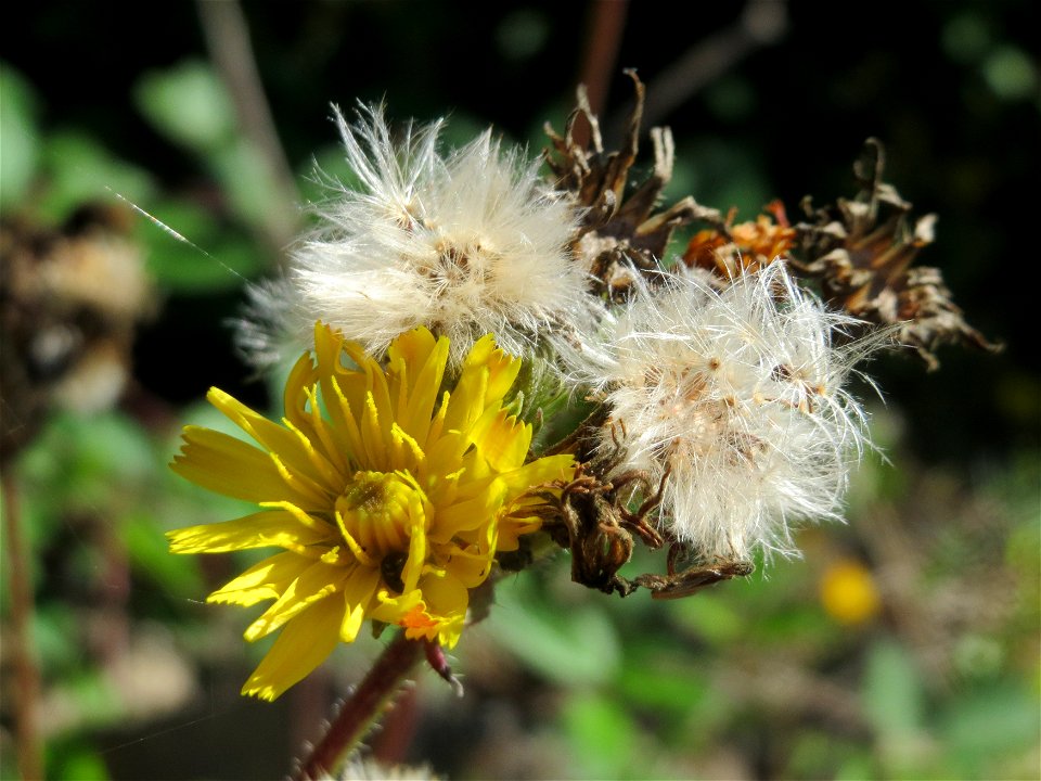 Gewöhnliches Bitterkraut (Picris hieracioides) in Saarbrücken