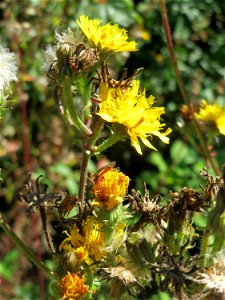 Gewöhnliches Bitterkraut (Picris hieracioides) in Saarbrücken