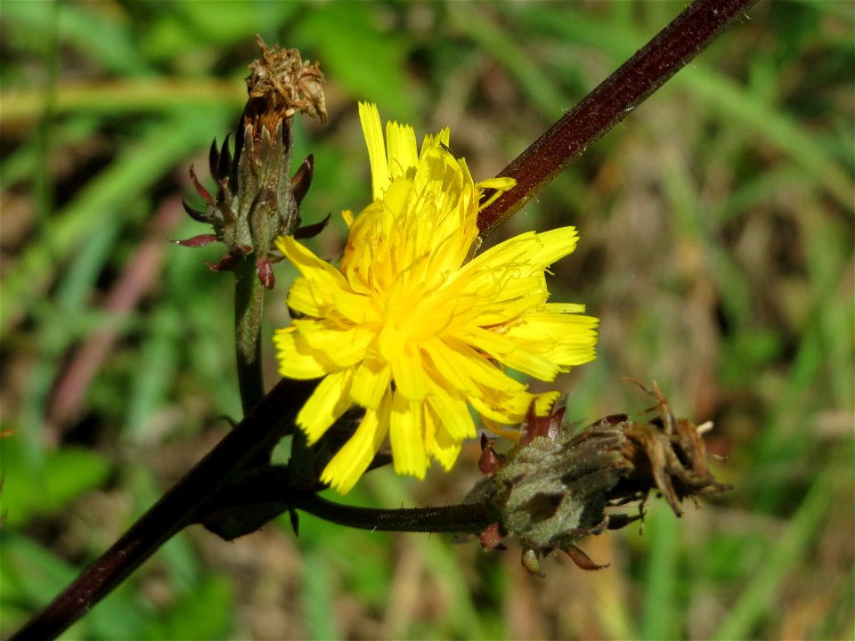 Gewöhnliches Bitterkraut (Picris hieracioides) an der Saaraue Güdingen