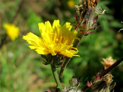 Gewöhnliches Bitterkraut (Picris hieracioides) an der Saaraue Güdingen