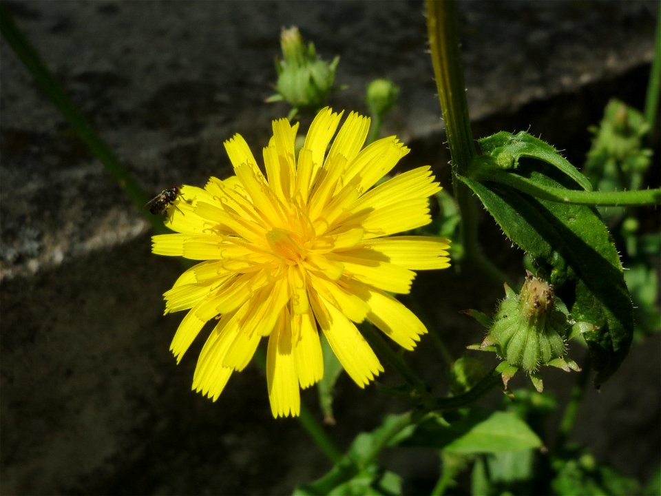 Gewöhnliches Bitterkraut (Picris hieracioides) am Bahnhof Schwetzingen