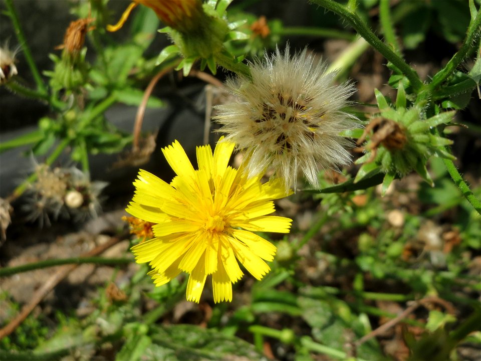 Gewöhnliches Bitterkraut (Picris hieracioides) am Bahnhof Schwetzingen