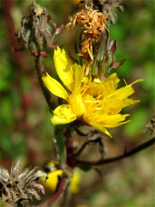 Gewöhnliches Bitterkraut (Picris hieracioides) an der Saaraue Güdingen