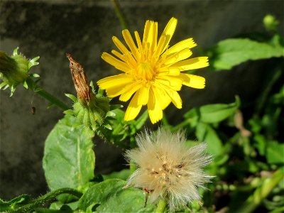 Gewöhnliches Bitterkraut (Picris hieracioides) am Bahnhof Schwetzingen