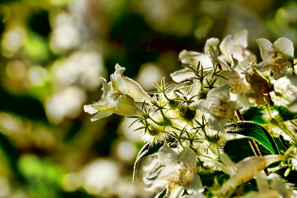 Spring close up spring flower