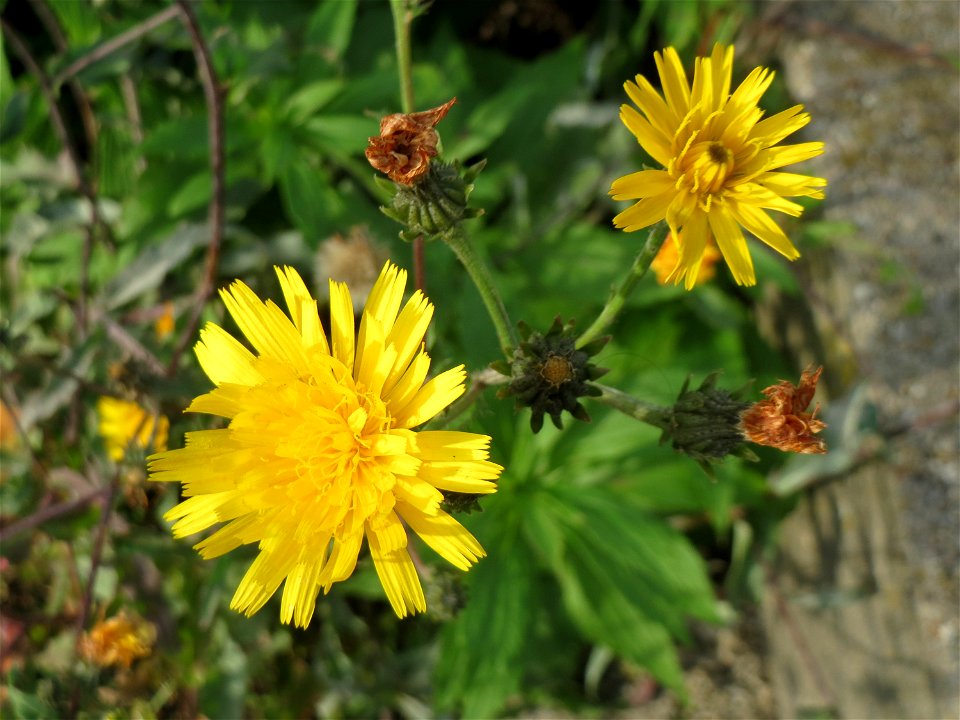 Gewöhnliches Bitterkraut (Picris hieracioides) am Bahnhof Bruchmühlbach-Miesau