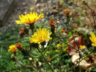 Gewöhnliches Bitterkraut (Picris hieracioides) am Bahnhof Bruchmühlbach-Miesau