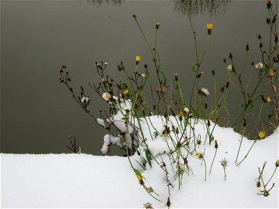 Gewöhnliches Bitterkraut (Picris hieracioides) an der Saar in Alt-Saarbrücken bei Neuschnee am 10. Dezember 2017