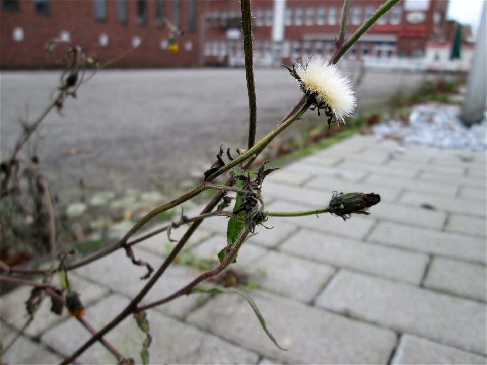 Gewöhnliches Bitterkraut (Picris hieracioides) in Saarbrücken