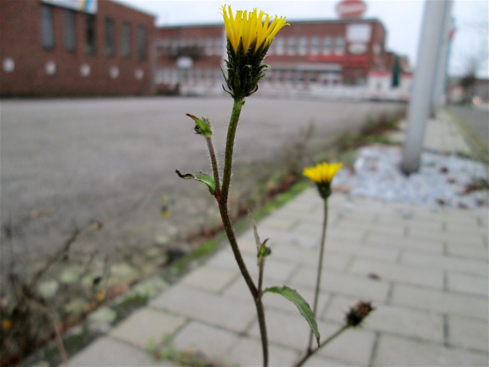 Gewöhnliches Bitterkraut (Picris hieracioides) in Saarbrücken