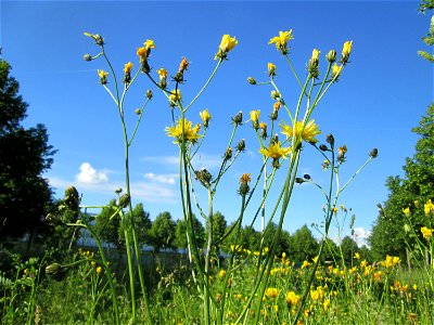 Gewöhnliches Bitterkraut (Picris hieracioides) auf einer Wiese neben der Ostspange in Saarbrücken