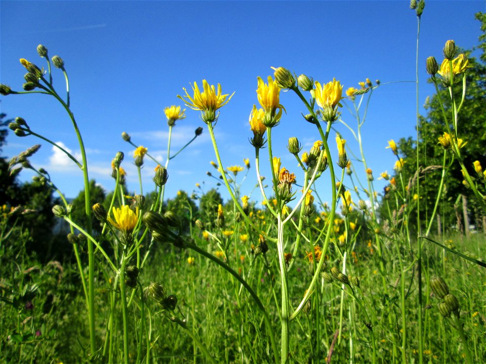 Gewöhnliches Bitterkraut (Picris hieracioides) auf einer Wiese neben der Ostspange in Saarbrücken