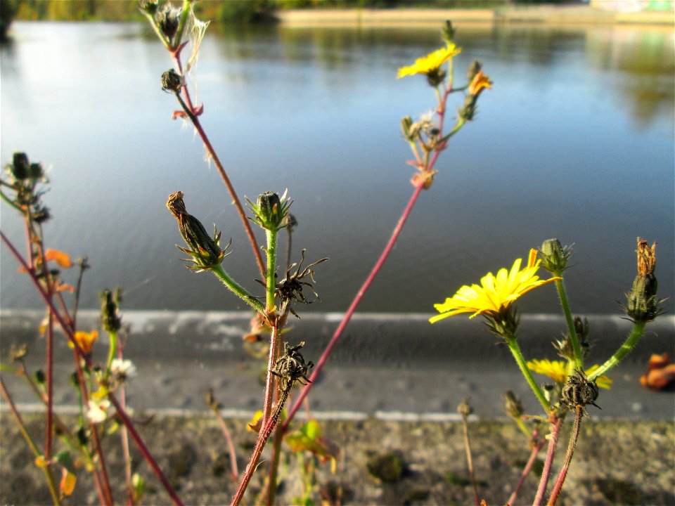 Gewöhnliches Bitterkraut (Picris hieracioides) an der Saar in Saarbrücken