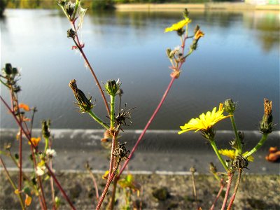 Gewöhnliches Bitterkraut (Picris hieracioides) an der Saar in Saarbrücken