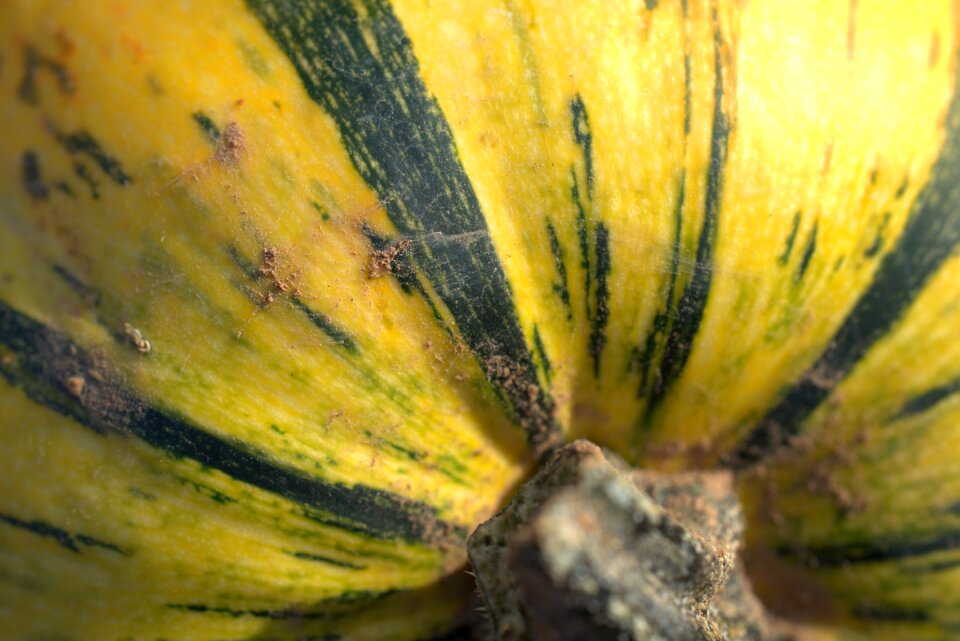 Harvest decoration choose