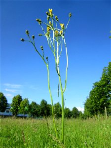 Gewöhnliches Bitterkraut (Picris hieracioides) auf einer Wiese neben der Ostspange in Saarbrücken