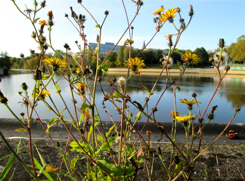 Gewöhnliches Bitterkraut (Picris hieracioides) an der Saar in Saarbrücken