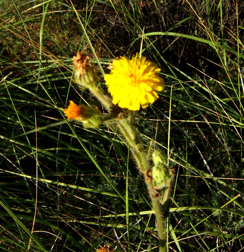 Flowers of Picris hieracioides, Castelltallat, Catalonia