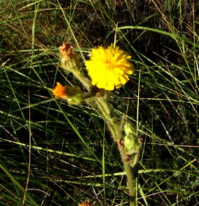 Flowers of Picris hieracioides, Castelltallat, Catalonia