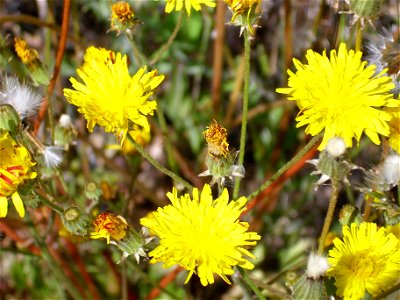 Picris hieraciodes inflorescences, Dehesa Boyal de Puertollano, Spain