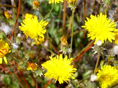 Picris hieraciodes inflorescences, Dehesa Boyal de Puertollano, Spain photo