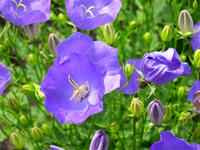 Bellflowers