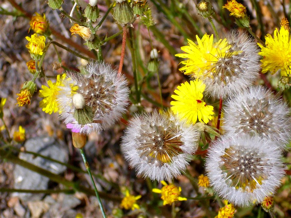 Picris hieraciodes seeds, Dehesa Boyal de Puertollano, Spain