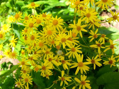 Senecio aureus or Golden Ragwort.  Nashville, TN.