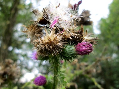 Krause Ringdistel oder Krause Distel (Carduus crispus) an der Saaraue Güdingen
