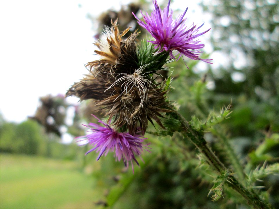 Krause Ringdistel oder Krause Distel (Carduus crispus) an der Saaraue Güdingen