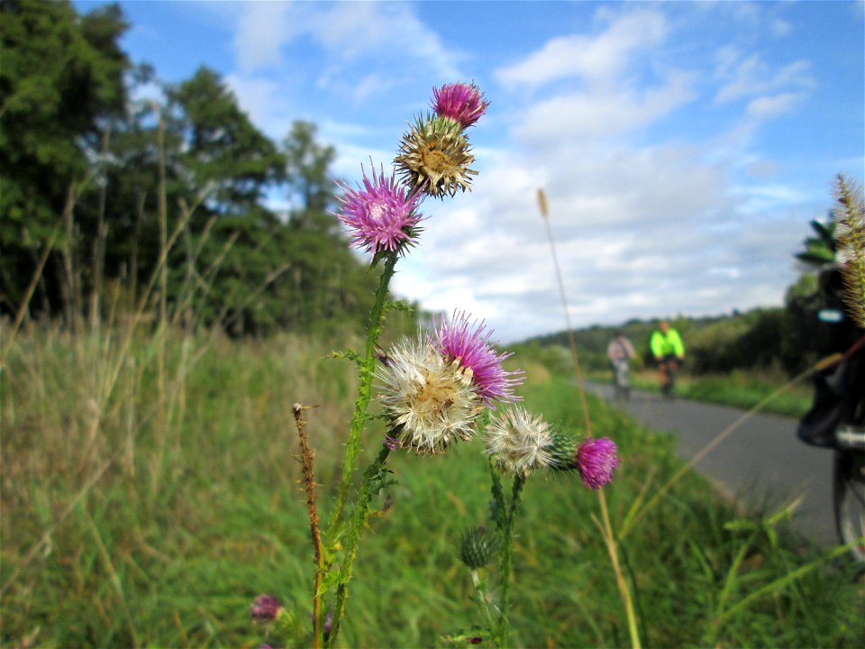 Krause Ringdistel oder Krause Distel (Carduus crispus) an der Saaraue Grosbliederstroff