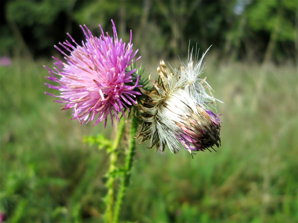 Krause Ringdistel oder Krause Distel (Carduus crispus) an der Saaraue Grosbliederstroff