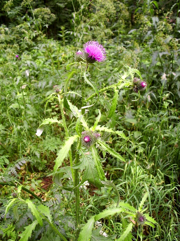 Carduus crispus 003