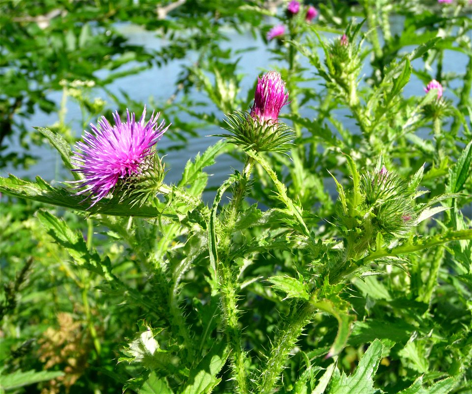 Welted thistle (Carduus crispus) on the Southern Bug river bank.
