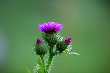 Wilted thistle (Carduus crispus L.)