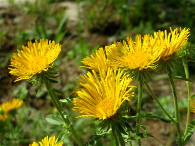 Wiesen-Alant (Inula britannica) -Das mit Steinplatten befestigte Böschungsufer am Rhein bei Altlußheim hat eine besondere Vegetation mit z.T. seltenen Pflanzen