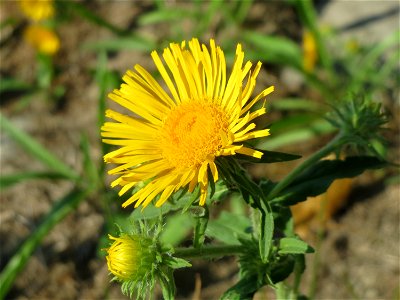 Wiesen-Alant (Inula britannica) -Das mit Steinplatten befestigte Böschungsufer am Rhein bei Altlußheim hat eine besondere Vegetation mit z.T. seltenen Pflanzen