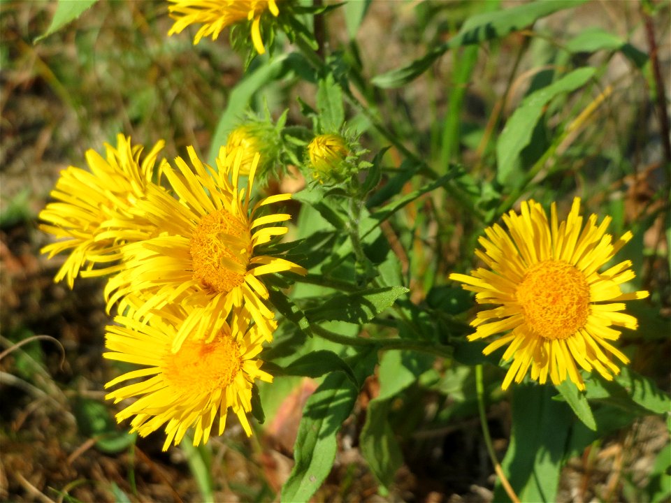 Wiesen-Alant (Inula britannica) - Das mit Steinplatten befestigte Böschungsufer am Rhein bei Altlußheim hat eine besondere Vegetation mit z.T. seltenen Pflanzen