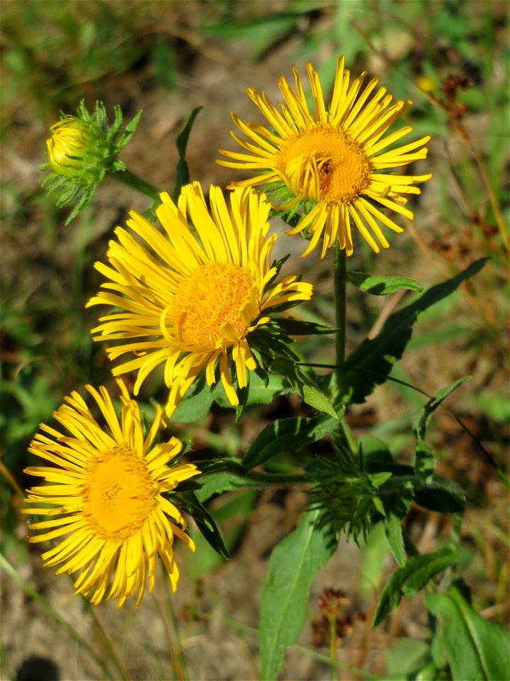 Wiesen-Alant (Inula britannica) - Das mit Steinplatten befestigte Böschungsufer am Rhein bei Altlußheim hat eine besondere Vegetation mit z.T. seltenen Pflanzen