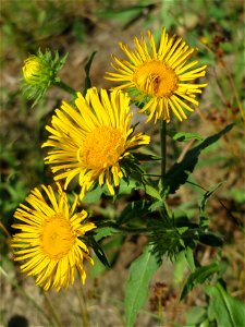 Wiesen-Alant (Inula britannica) - Das mit Steinplatten befestigte Böschungsufer am Rhein bei Altlußheim hat eine besondere Vegetation mit z.T. seltenen Pflanzen