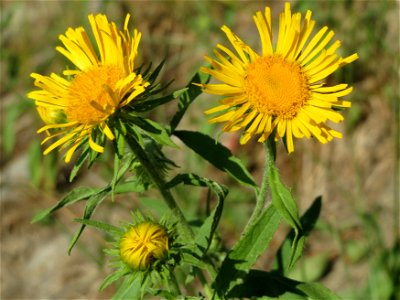 Wiesen-Alant (Inula britannica) - Das mit Steinplatten befestigte Böschungsufer am Rhein bei Altlußheim hat eine besondere Vegetation mit z.T. seltenen Pflanzen