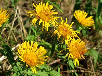 Wiesen-Alant (Inula britannica) - Das mit Steinplatten befestigte Böschungsufer am Rhein bei Altlußheim hat eine besondere Vegetation mit z.T. seltenen Pflanzen