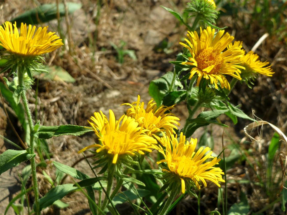 Wiesen-Alant (Inula britannica) - Das mit Steinplatten befestigte Böschungsufer am Rhein bei Altlußheim hat eine besondere Vegetation mit z.T. seltenen Pflanzen
