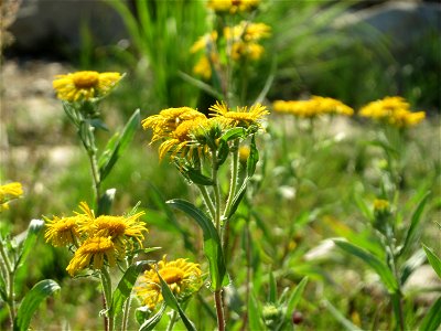 Wiesen-Alant (Inula britannica) - Die mit Steinplatten befestigte Uferböschung am Rhein bei Altlußheim hat eine besondere Vegetation mit z.T. seltenen Pflanzen